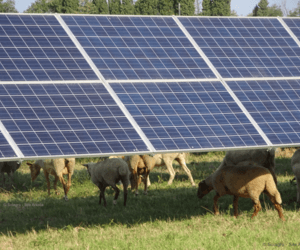 7 parcs photovoltaïques avec pâturage